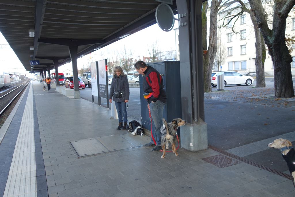 vertrauensaufbau zwischen hund und halter im obligatorischen hundekurs hundeschule tandem