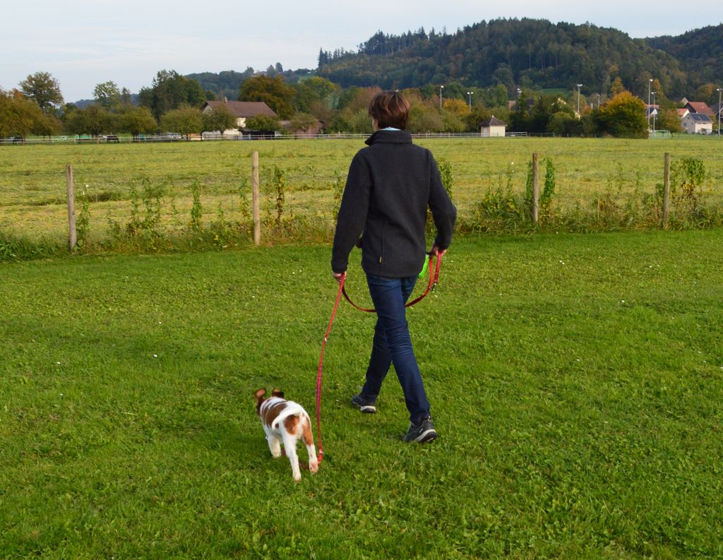welpenkurs hundeschule tandem frühe prägung und spielerisches lernen