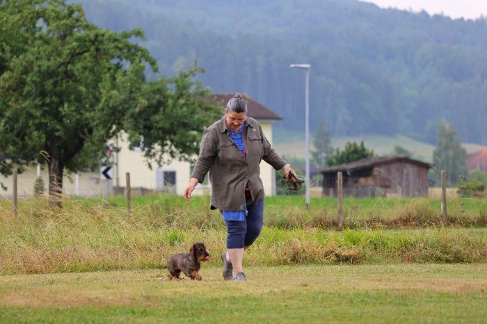 hund folgt körpersprachlichen signalen nach der hundeausbildung nach anton fichtlmeier