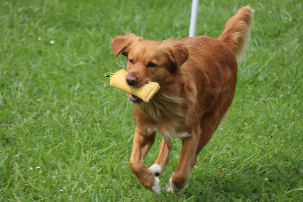junghundekurse orientierung und bindung zwischen hund und halter
