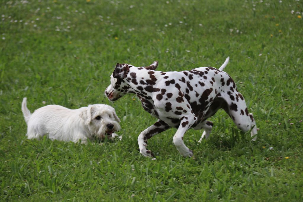 junghundekurse hundeschule tandem soziales lernen für junghunde