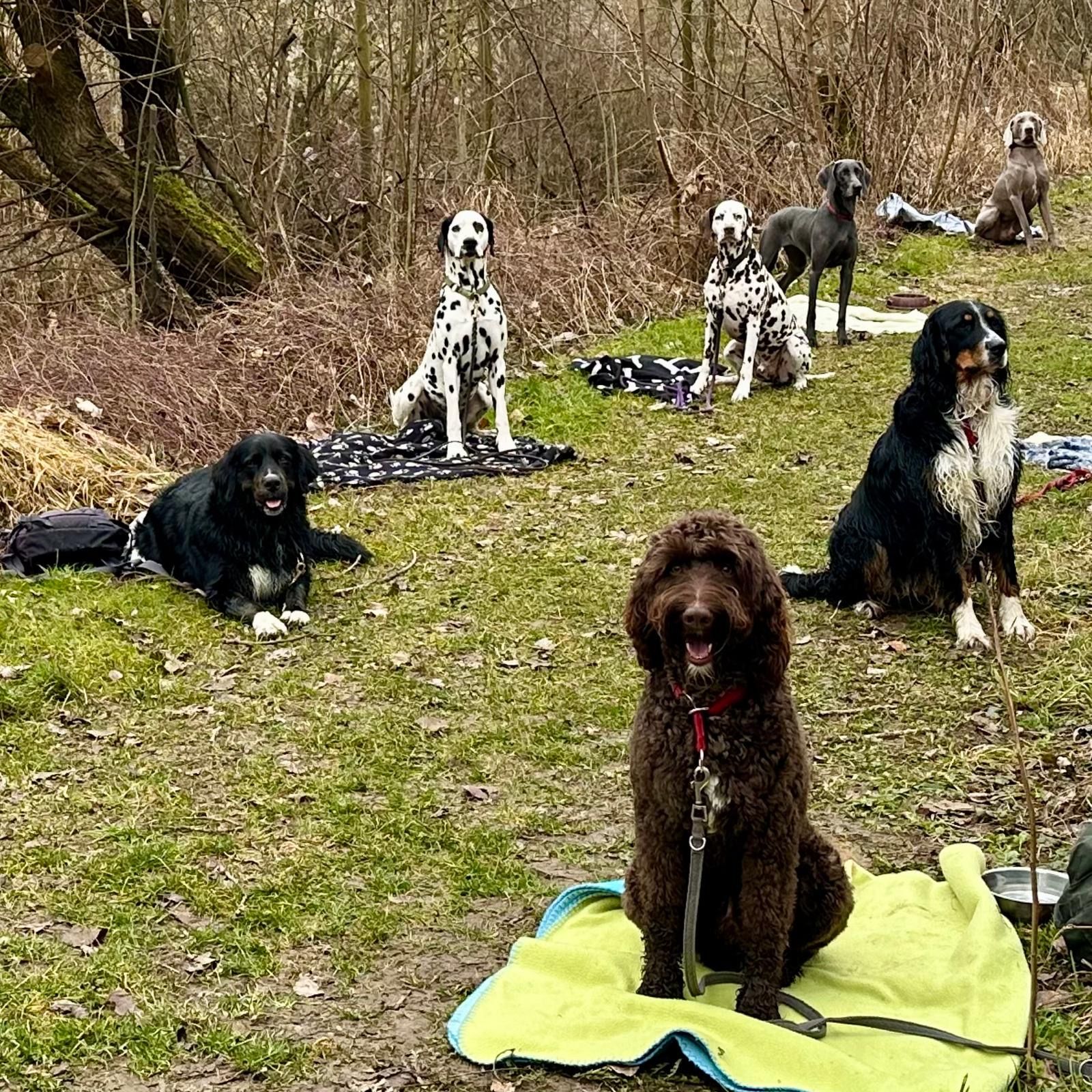 obligatorischer hundekurs hundeschule tandem praxis übung im alltag