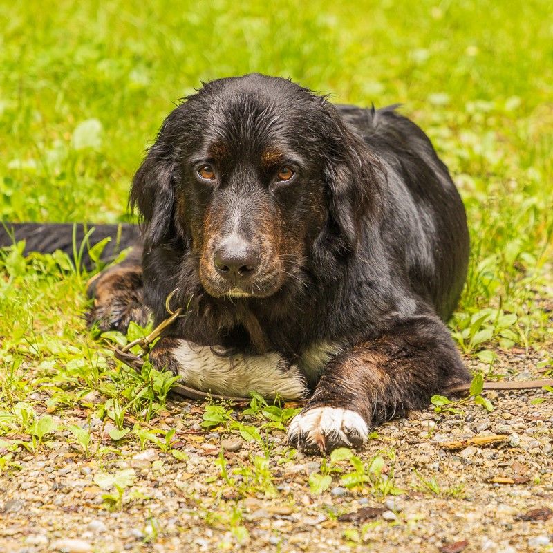 Hundeschule Impression mit verschiedenen Hunden im Training